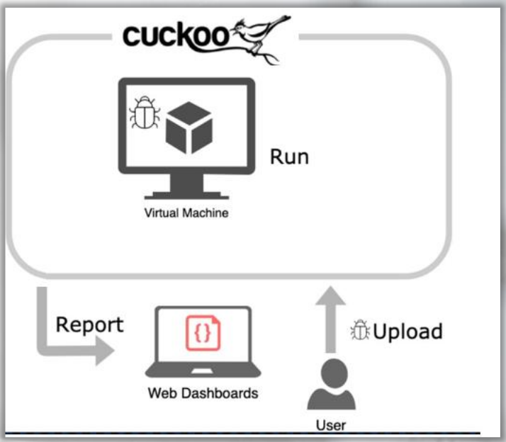 cuckoo